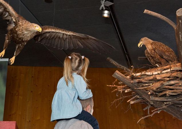 Dem König der Lüfte hautnah, Foto: Mirco Runge, Lizenz: Müritzeum gGmbH