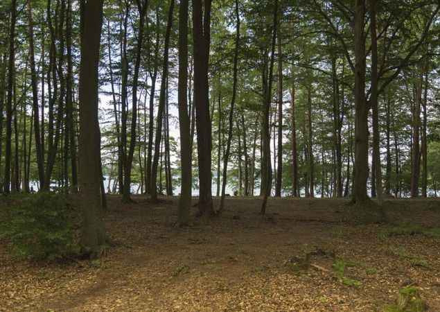 Wald am Stechlinsee, Foto: Steffen Lehmann, Lizenz: TMB-Fotoarchiv Wald am Stechlinsee, Foto: Steffen Lehmann, Lizenz: TMB-Fotoarchiv