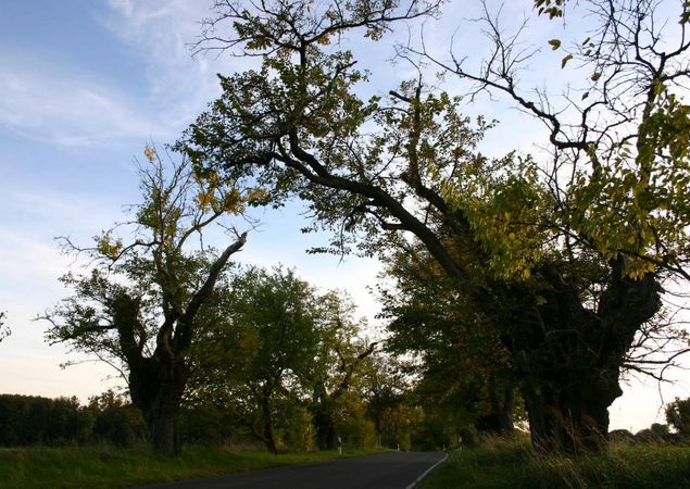 Allee rund um Gut Zernikow, Foto: Tourismusverband Ruppiner Seenland e.V. , Lizenz: Tourismusverband Ruppiner Seenland e.V.