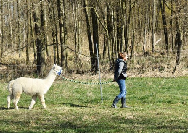Alpakawanderung, Foto: Tiny Alpaca Town , Lizenz: Tiny Alpaca Town