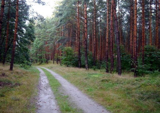 Wald © TV Havelland e.V. Wald © TV Havelland e.V.