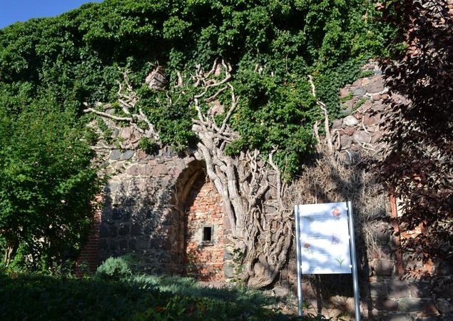 Kloster Zehdenick, Foto: Stefan Determann, Lizenz: Kirchenkreis OHL