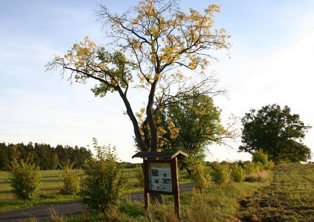Allee rund um Gut Zernikow, Foto: Tourismusverband Ruppiner Seenland e.V. , Lizenz: Tourismusverband Ruppiner Seenland e.V.