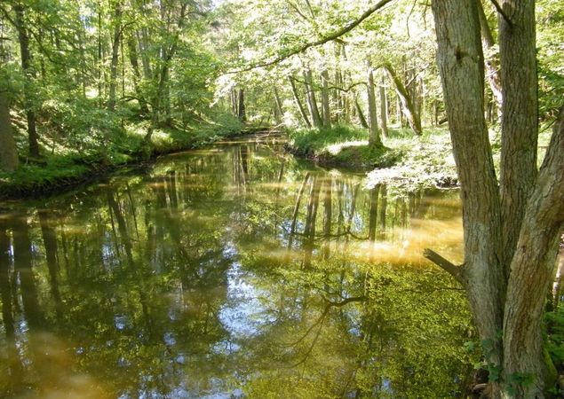 Wanderung um den Hegensteinbach, Foto: TI Fürstenberg/Havel, Lizenz: TI Fürstenberg/Havel