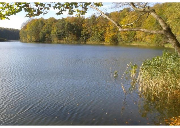 Ufer des Hellsees im Barnimer Land © WITO Barnim/ Fotograf L. Lamprecht
