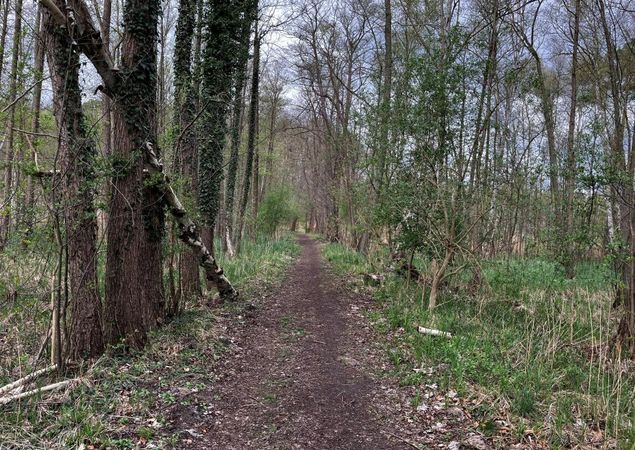 Der Wanderweg führt durch eine Mystische Landschaft, Foto: Jörg Bartz, Lizenz: TV Ruppiner Seenland e.V. Der Wanderweg führt durch eine Mystische Landschaft, Foto: Jörg Bartz, Lizenz: TV Ruppiner Seenland e.V.