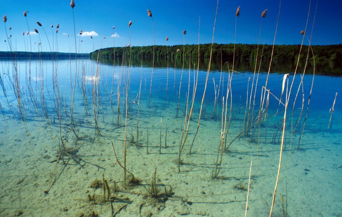 Zu sehen ist ein Schilfgürtel am glasklaren Stechlinsee. Der See gehört zu den reinsten Gewässern im Land Brandenburg.