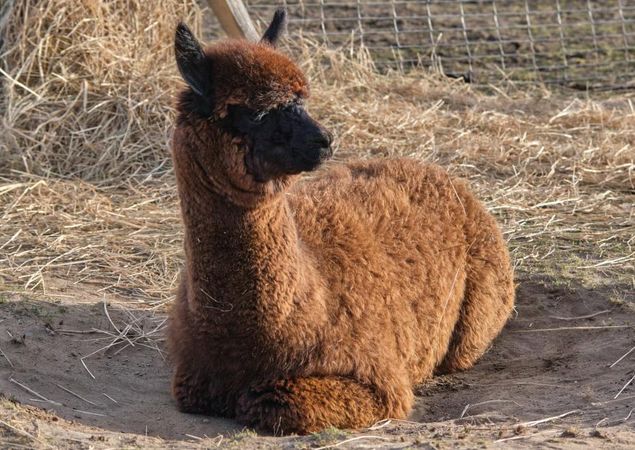 Mon Bijou - Zuchtstute, Foto: Tiny Alpaca Town GbR, Lizenz: Jennifer Draba-Quell