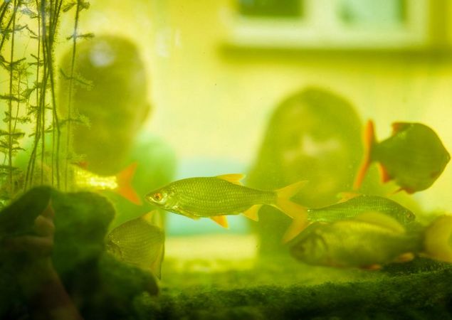 Aquarium im NaturParkHaus Stechlin in Menz, Foto: André Wirsig, Lizenz: REGiO-Nord mbH Aquarium im NaturParkHaus Stechlin in Menz, Foto: André Wirsig, Lizenz: REGiO-Nord mbH