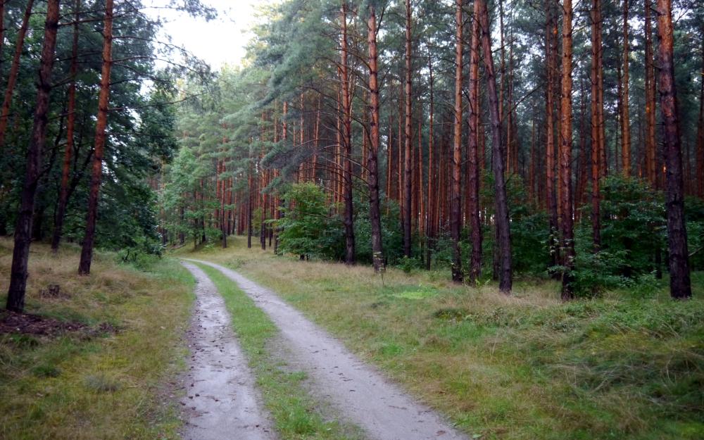 Wald © TV Havelland e.V. Wald © TV Havelland e.V.
