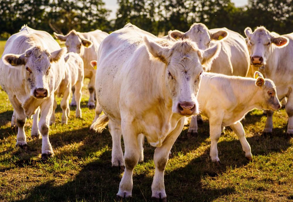 Charolais Rinder, Foto: Andre Wirsig, Lizenz: Regio Nord