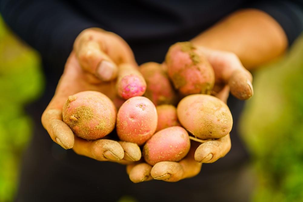 Kartoffelernte, Foto: André Wirsig, Lizenz: REGiO-Nord mbH