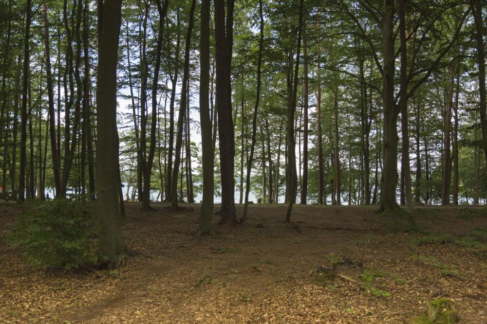 Wald am Stechlinsee, Foto: Steffen Lehmann, Lizenz: TMB-Fotoarchiv Wald am Stechlinsee, Foto: Steffen Lehmann, Lizenz: TMB-Fotoarchiv