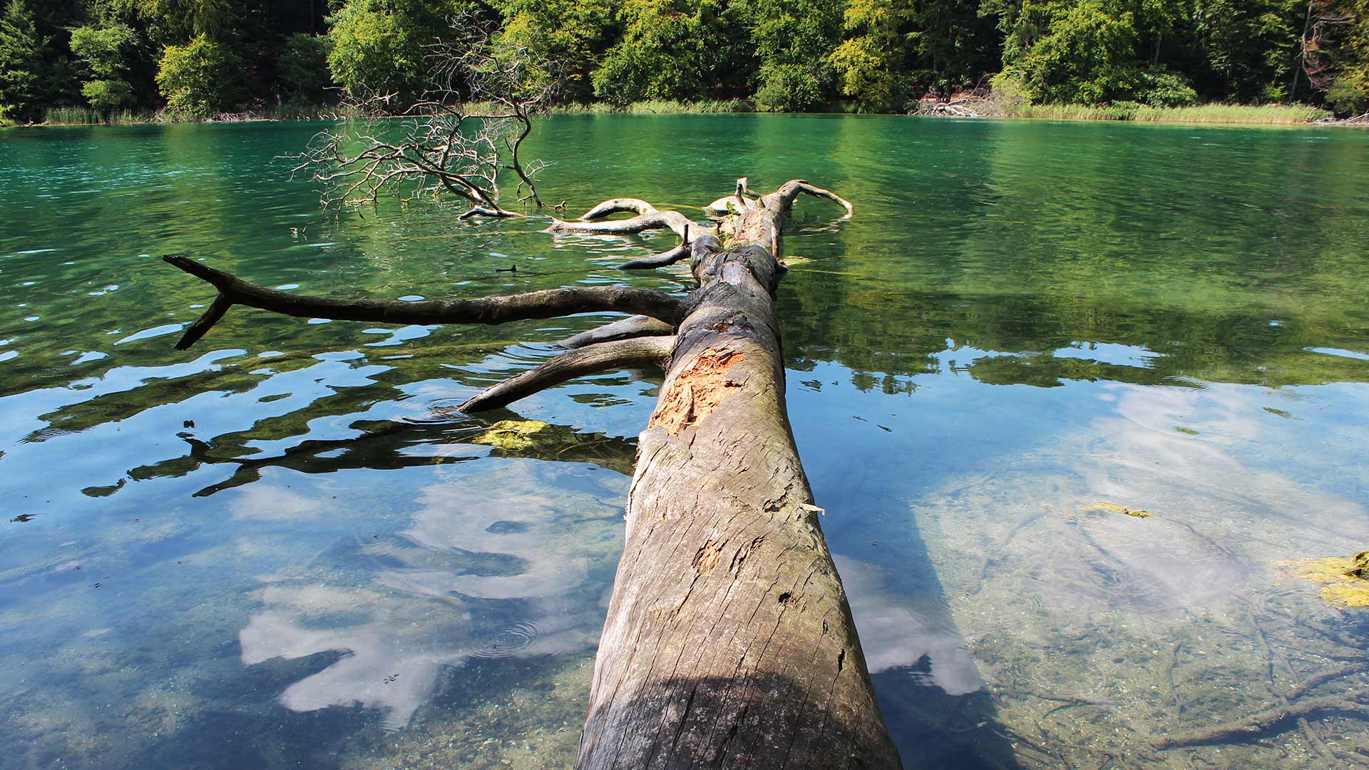 Stechlinsee, glasklar und atemberaubend schön